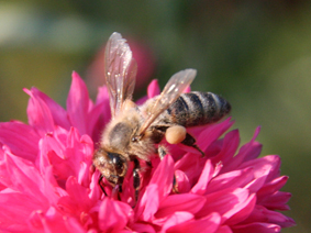 Biene auf rosa Blüte