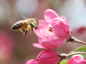 Biene befliegt Obstblüte